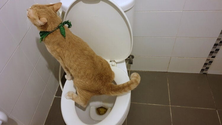 Should You Toilet Train a Cat? 6 Vet-Reviewed Reasons