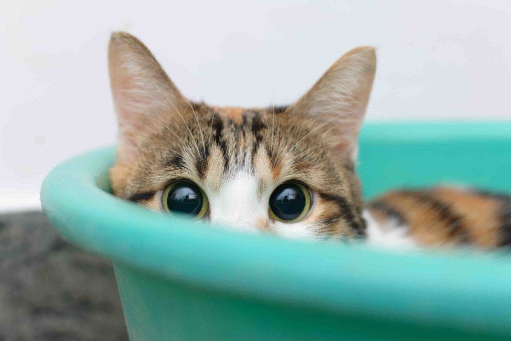 Do Cats Get Embarrassed? Feline Feelings Explained
