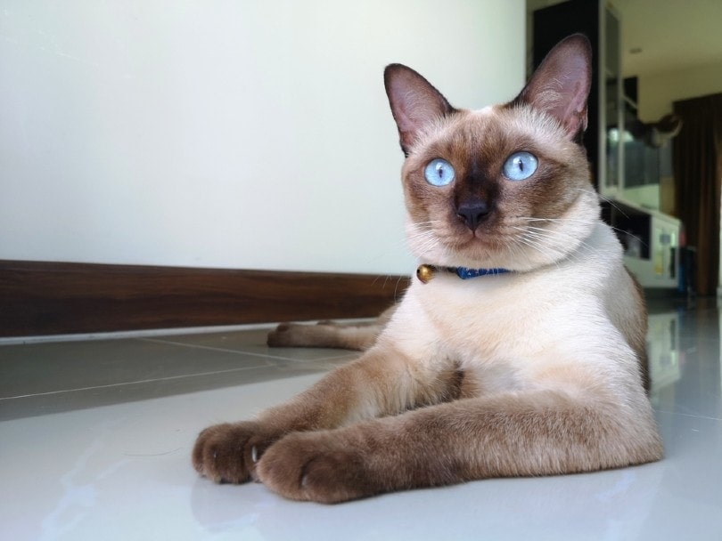 Are Siamese Cats Hypoallergenic? Vet-Approved Facts & FAQ