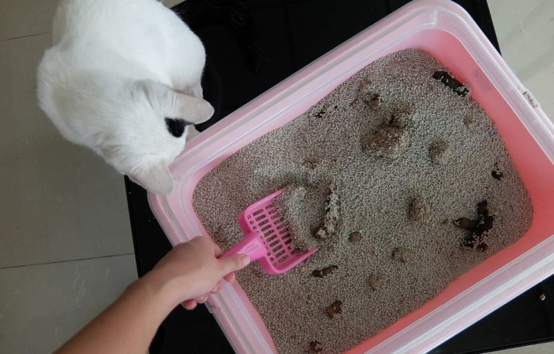 Can You Scoop Cat Litter While Pregnant? 7 Vet-Approved Tips