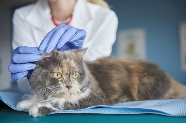 Aural Hematomas in Cats: What Should I Look For? Vet-Approved Care & FAQ