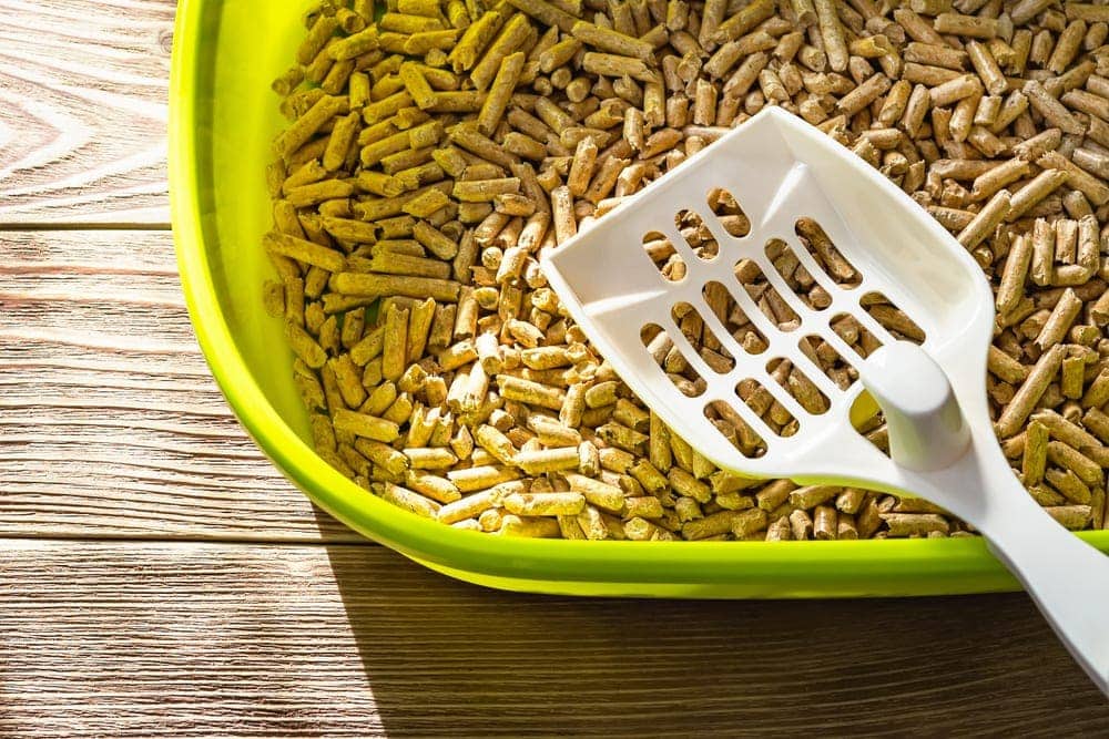 wood pellets in litter box_Maryia_K, Shutterstock
