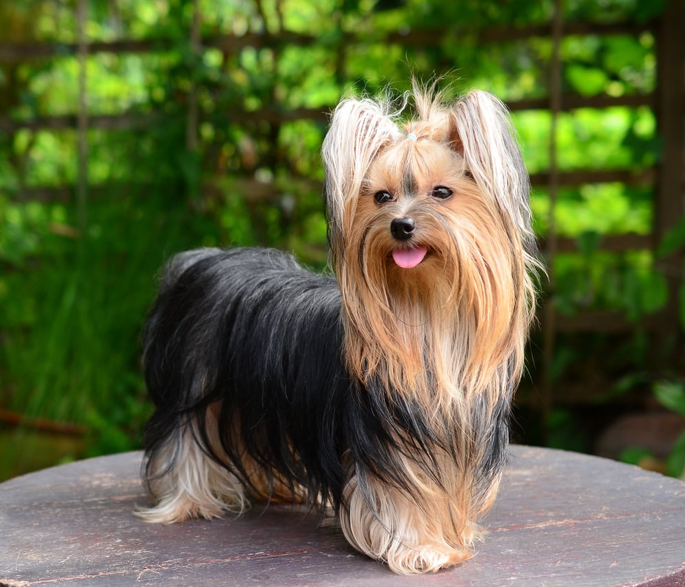 Yorkie Growth & Weight Chart: Puppy to Adult Size Guide  (Vet-Reviewed)