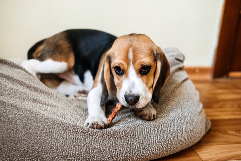 What Are Bully Sticks Made Of? Vet-Reviewed Benefits & Safety Tips