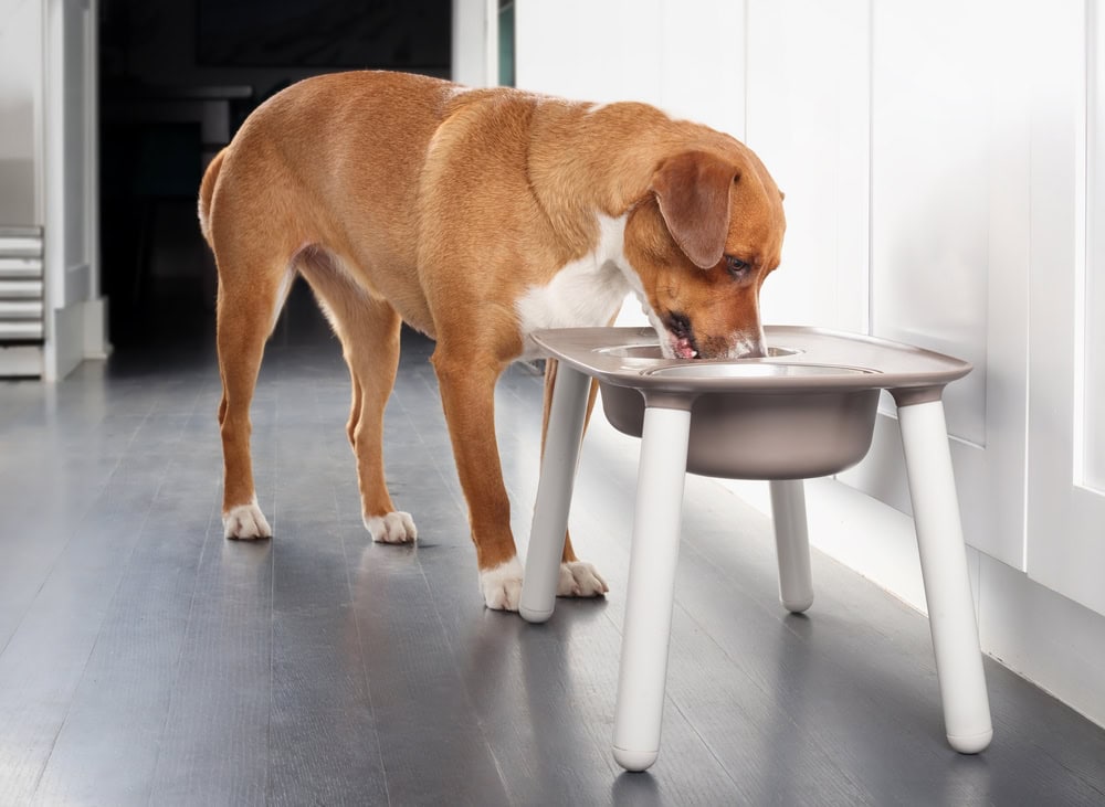 6 Best Luxury & Modern Dog Bowls in 2026: Reviews & Top Picks