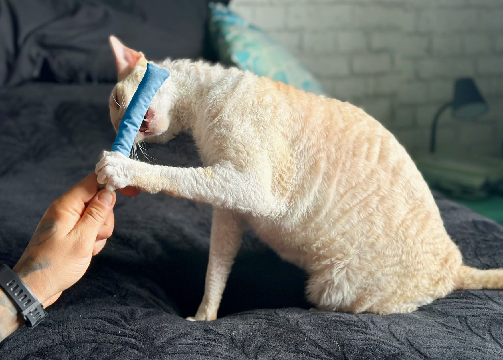 12 Best Cat Toys to Entertain Your Kitty- 2026 Reviews & Top Picks