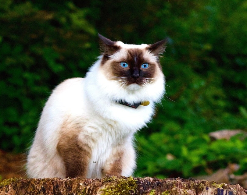 Himalayan cat on wood