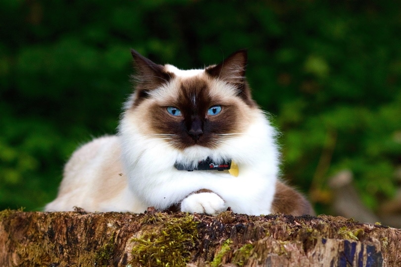 Himalayan cat_Piqsels