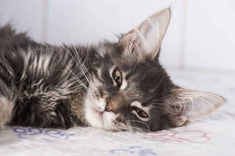 Cat FIP (Feline Infectious Peritonitis) Treatment - Does it Have a Cure? (Vet Answer)
