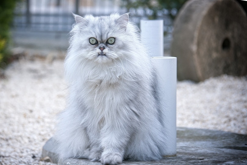 How Much Does a Persian Cat Cost? 2026 Price Guide