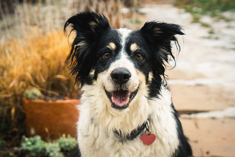 Are Border Collies Aggressive? Triggers & FAQ (Vet-Reviewed )