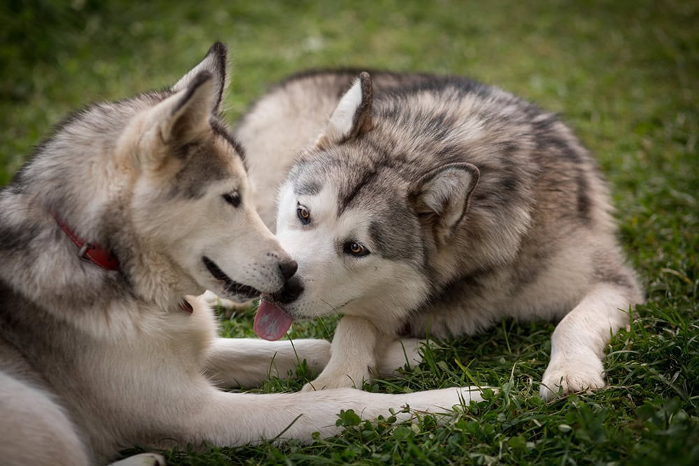 Why Does My Dog Lick My Other Dog’s Face? 4 Vet-Verified Reasons for This Behavior