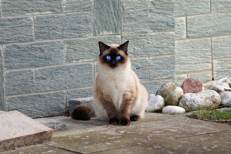 How Much Does A Cat Cost? 2026 Price Guide