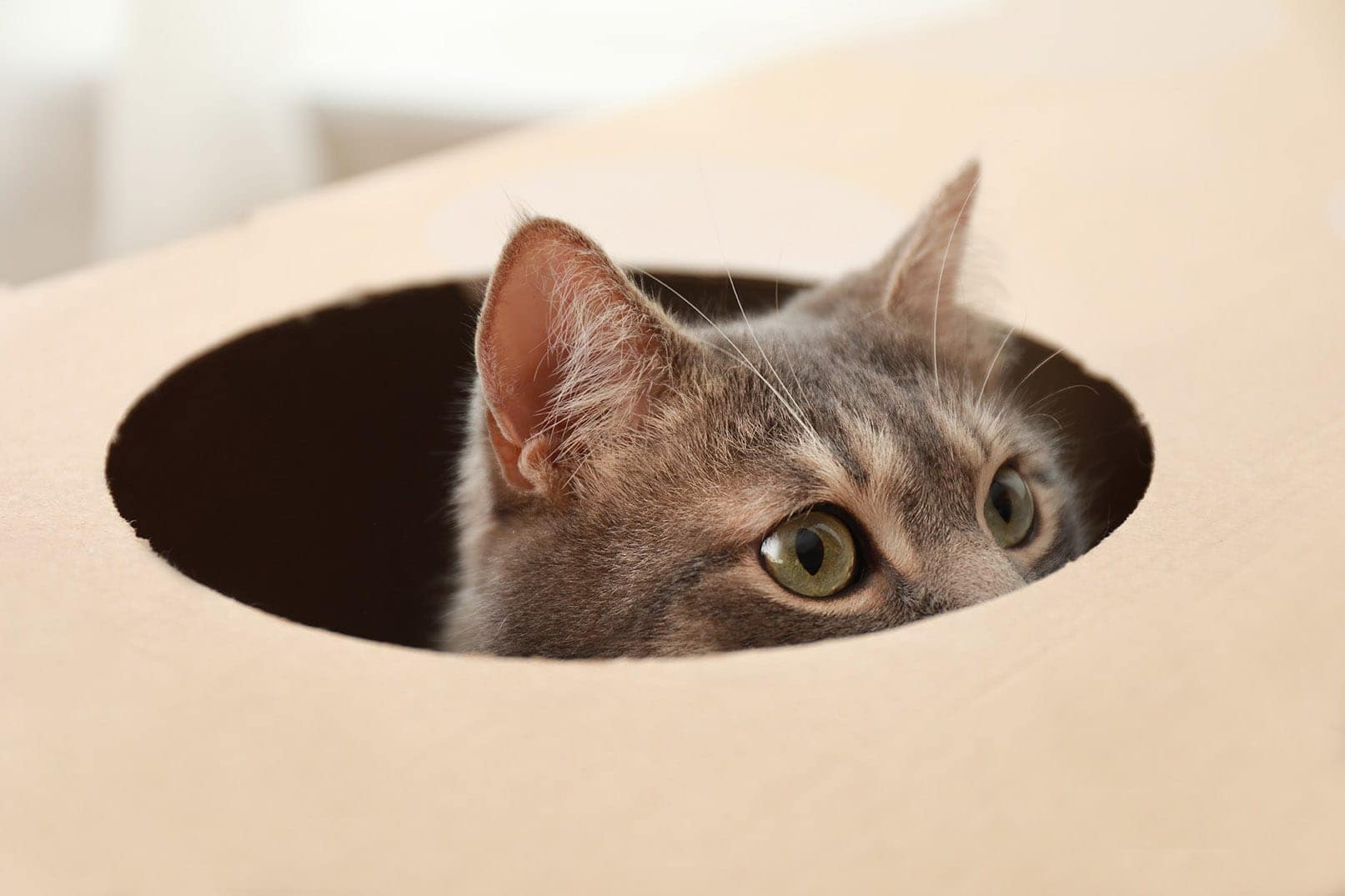 5 Litter Box Alternatives - Cheap, Simple & Effective