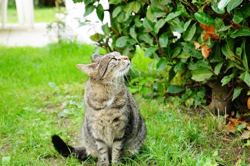10 Smells That Attract Cats: Vet Approved Scents Your Kitty Will Love