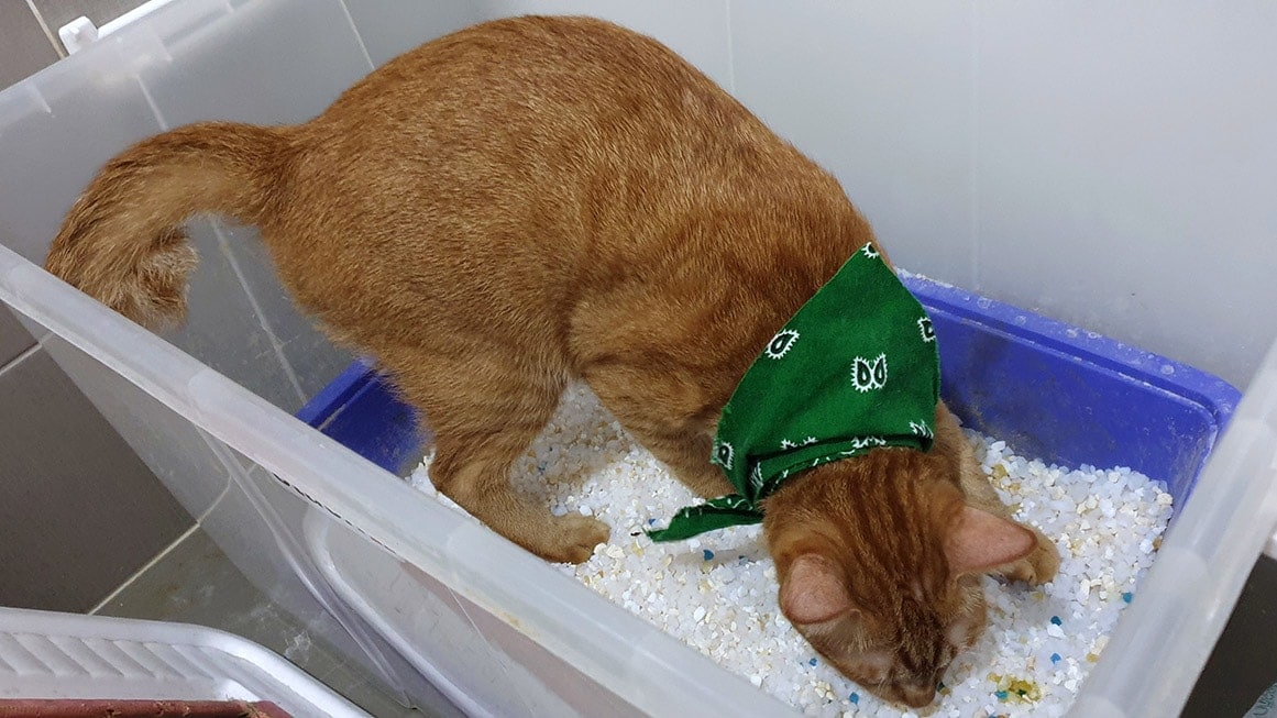 cat in storage container