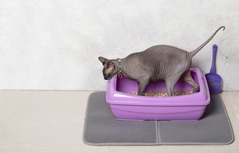 How Deep Should Cat Litter Be? 3 Easy Tips for a Happy Cat