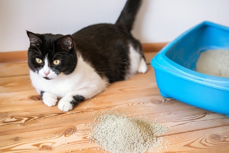 Why Is My Elderly Cat Suddenly Pooping on the Floor? 10 Vet-Approved Reasons