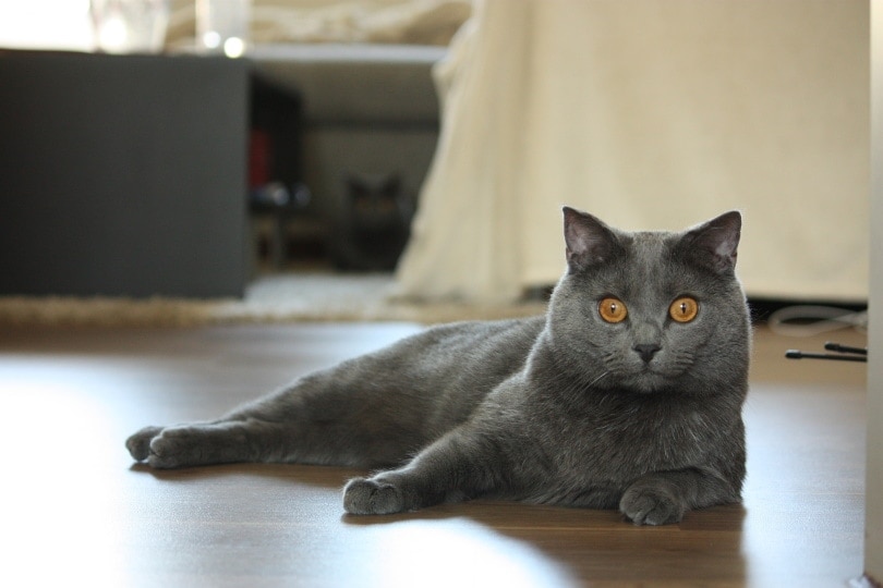 How Much Does a Chartreux Cat Cost? 2026 Price Guide
