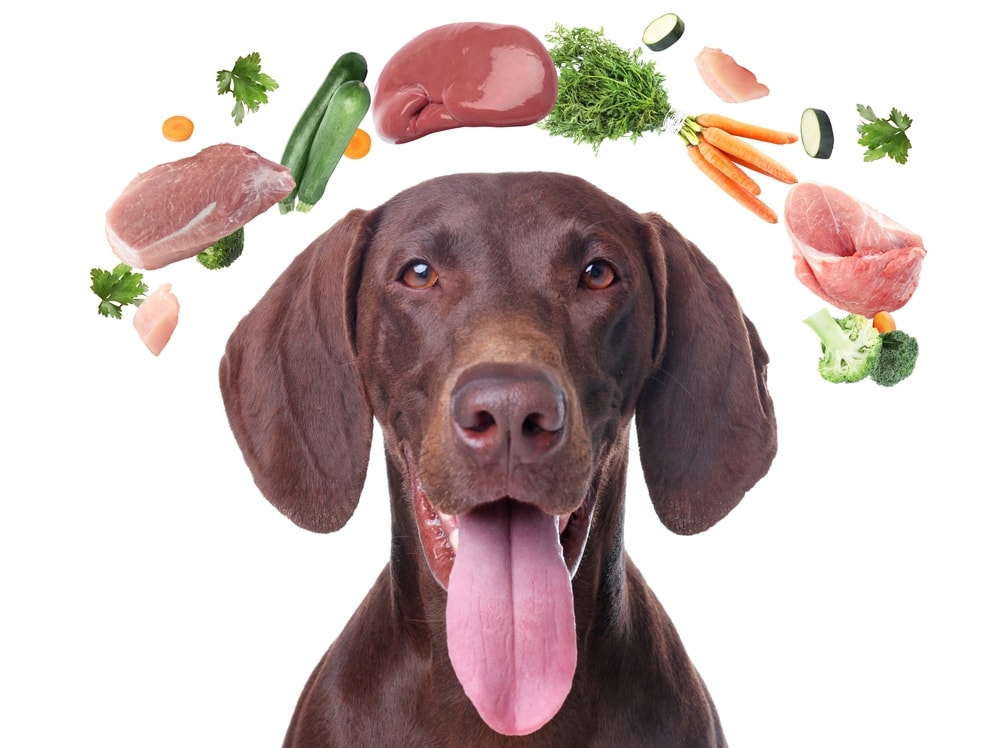 Are Dogs Carnivores or Omnivores? Canine Nutritional Needs Explained