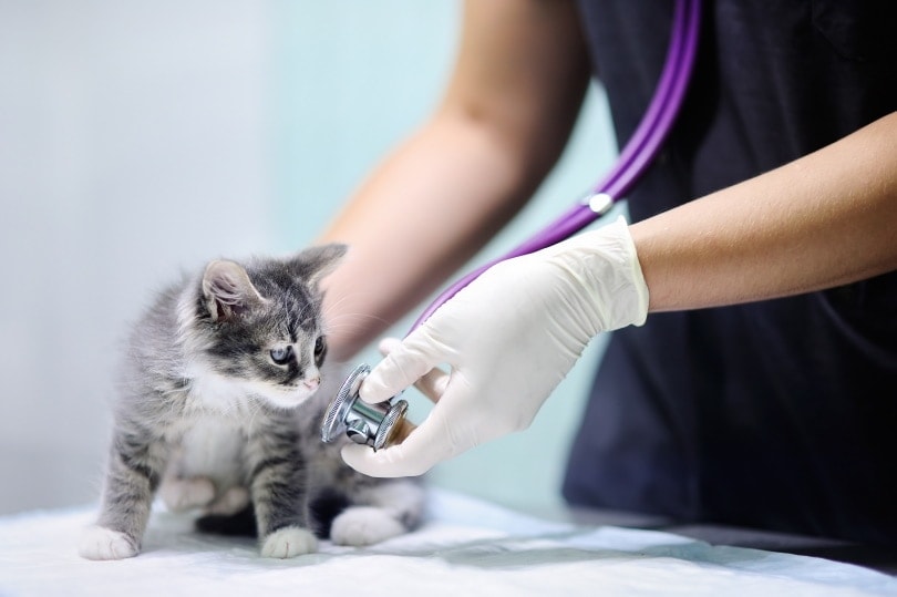 kitten and vet.