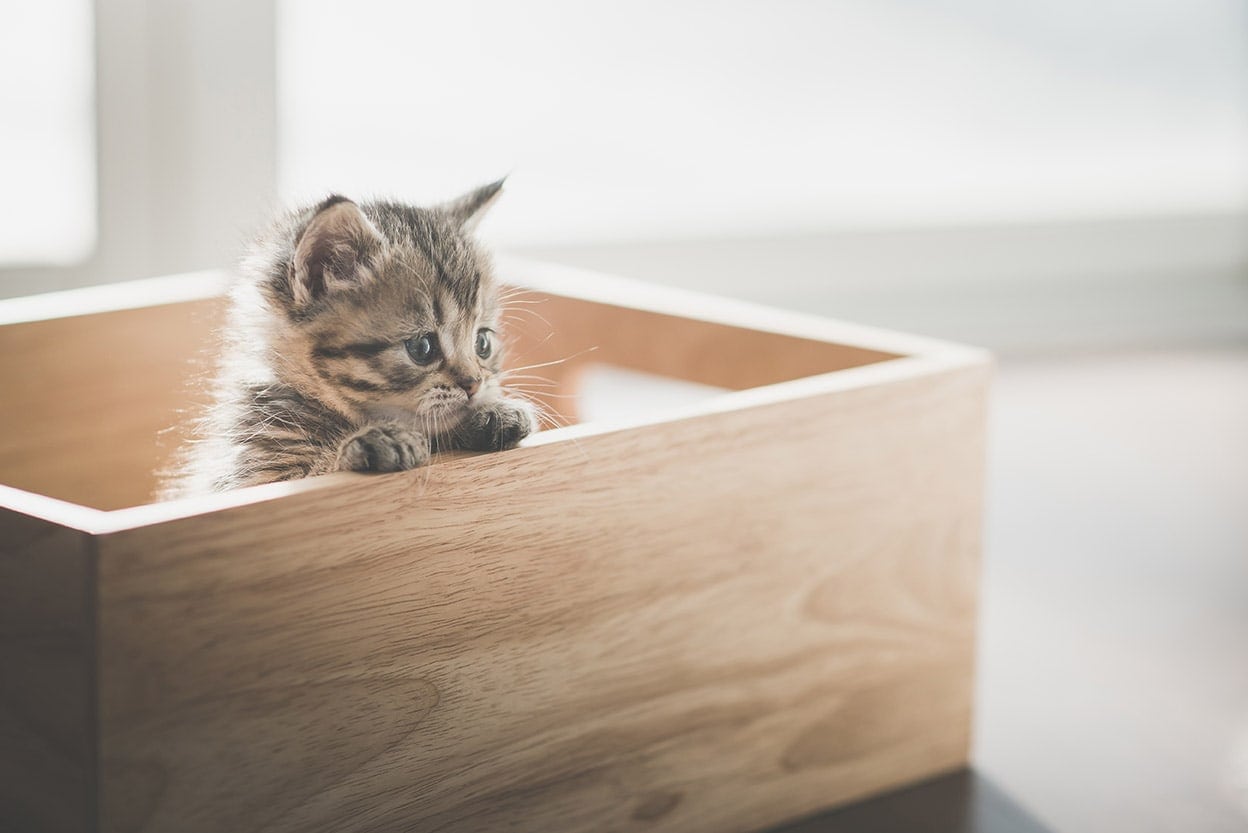 kitten in wooden box