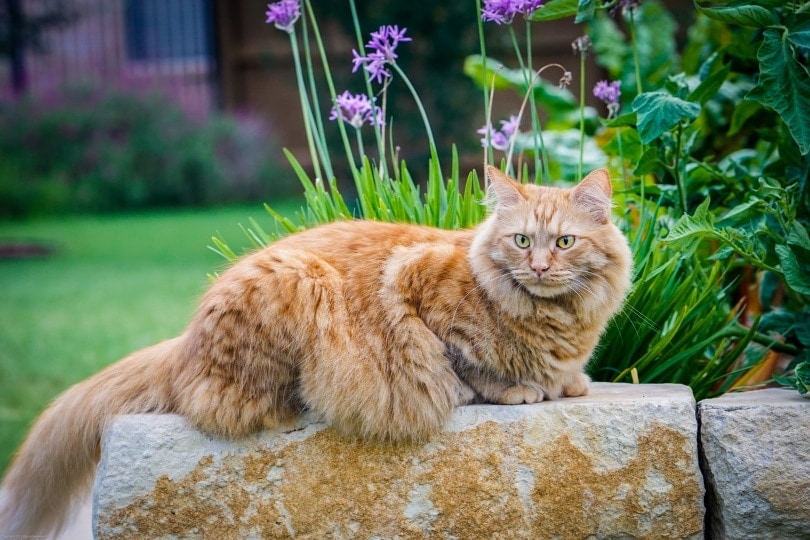 Orange Maine Coon: Facts, Origin & History (With Pictures)