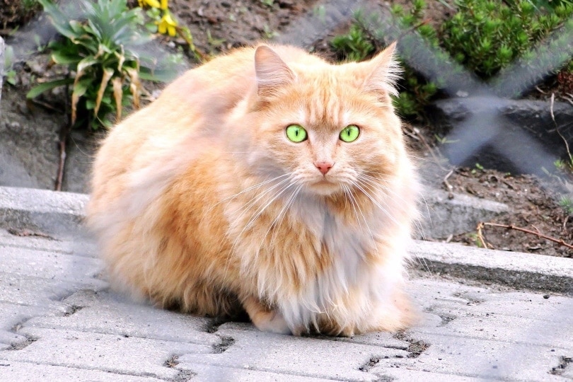 persian cat