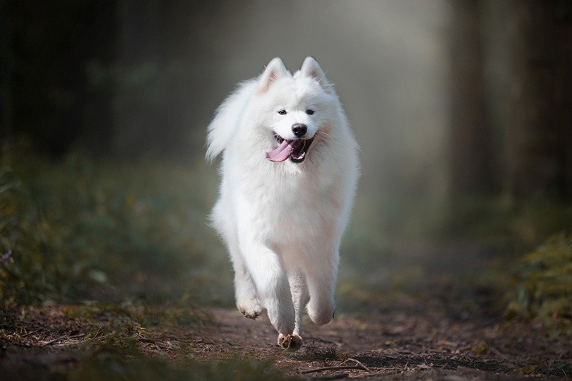 How Much Exercise Does a Samoyed Need? Vet-Reviewed Facts & Health Tips