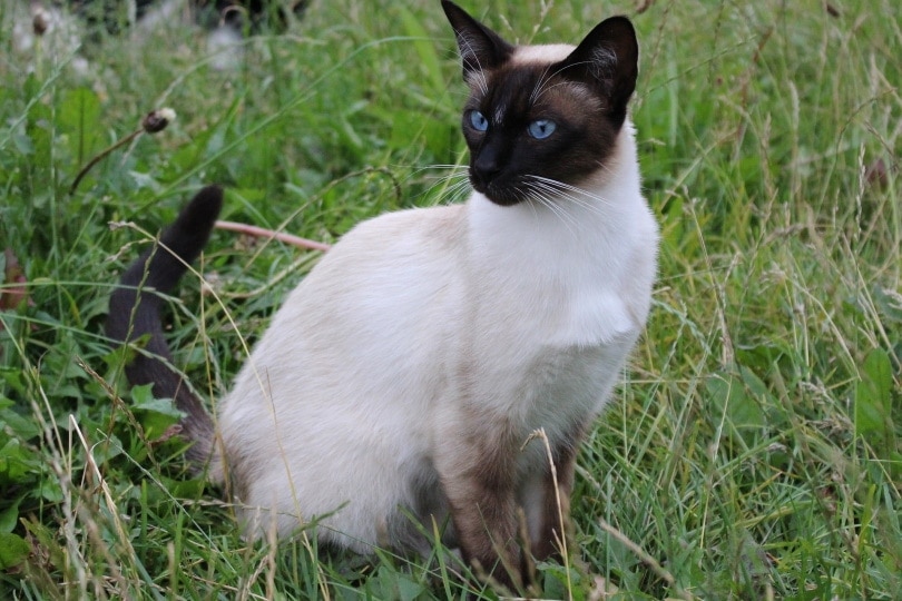 How to Tell if Your Cat Is Part Siamese (With Pictures)