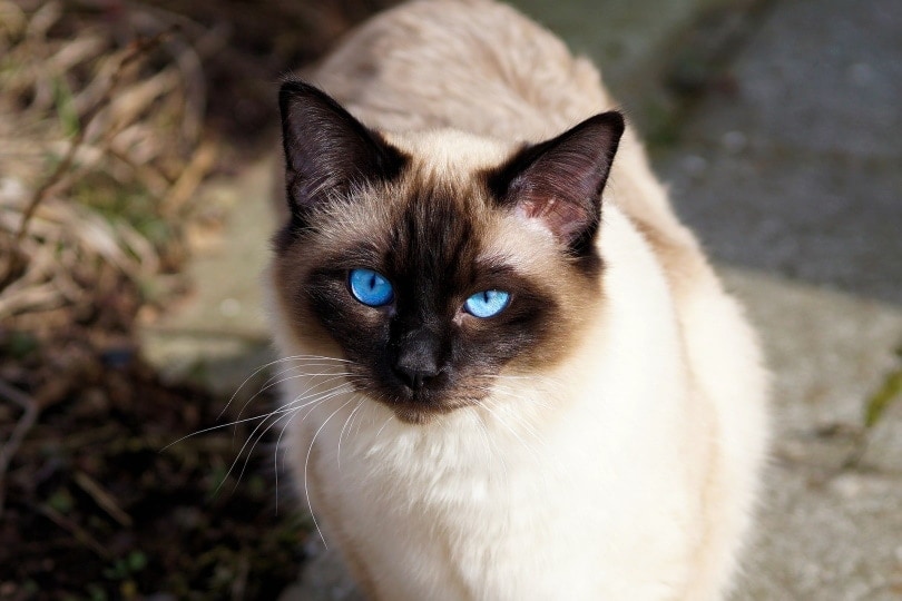 Do All Siamese Cats Have Blue Eyes? Breed Genetics Explained