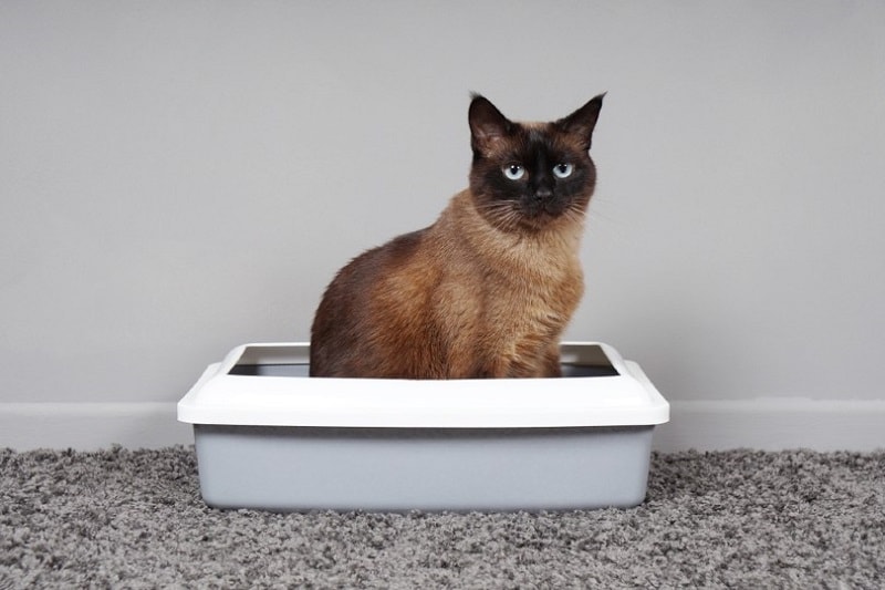 Does Stress Give Cats Diarrhea? Vet-Approved Explanation
