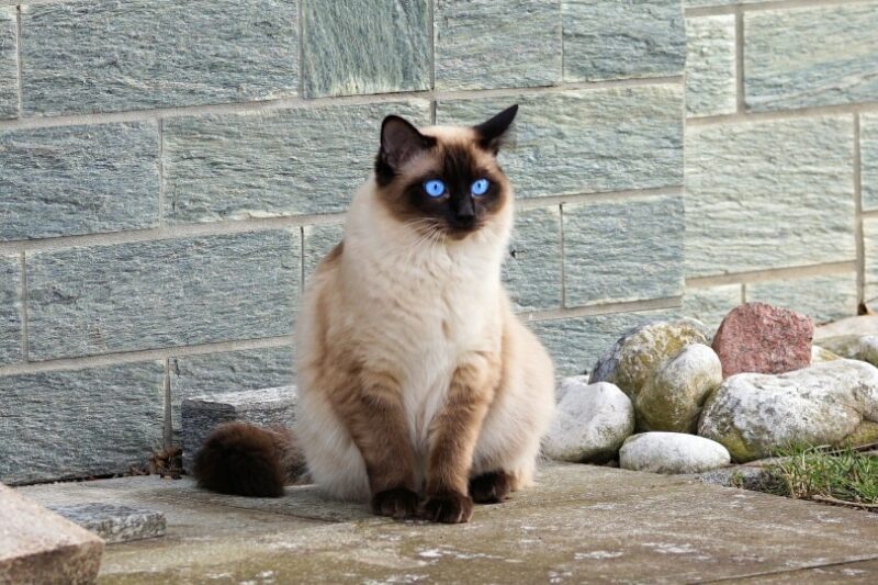 How Much Does a Siamese Cat Cost? Price Guide 2026