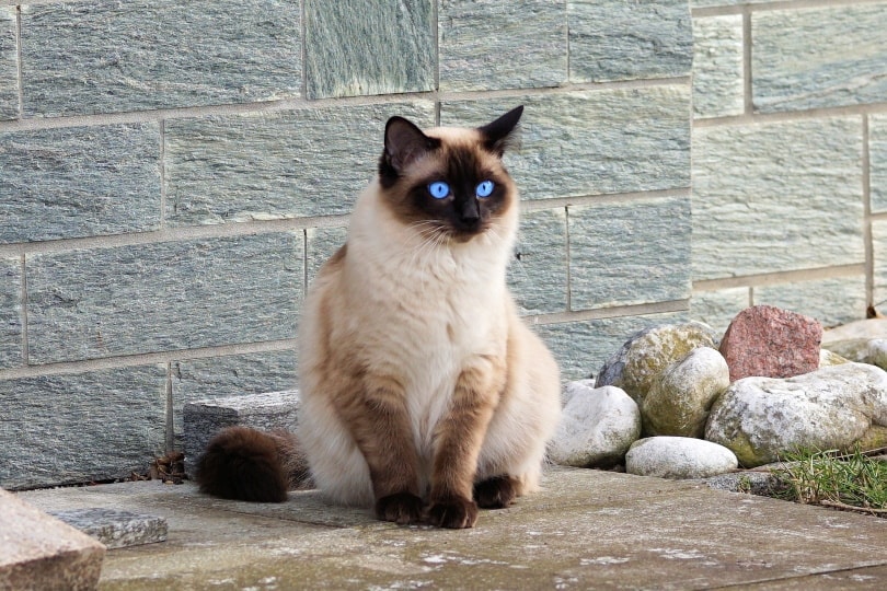 Black Siamese Cat: Is There Such a Breed?