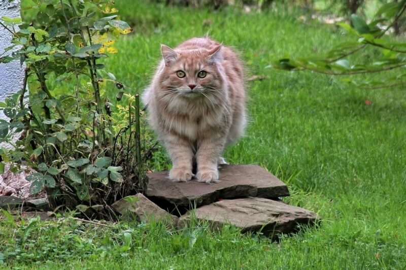 Do Outdoor Cats Still Need a Litter Box? Vet-Reviewed Needs & Facts