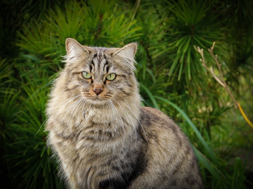 Siberian Cat Grooming: Vet-Approved Step-by-Step Guide