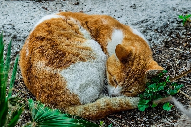 How to Train a Stray Cat to Use a Litter Box: 7 Vet-Approved & Easy Steps