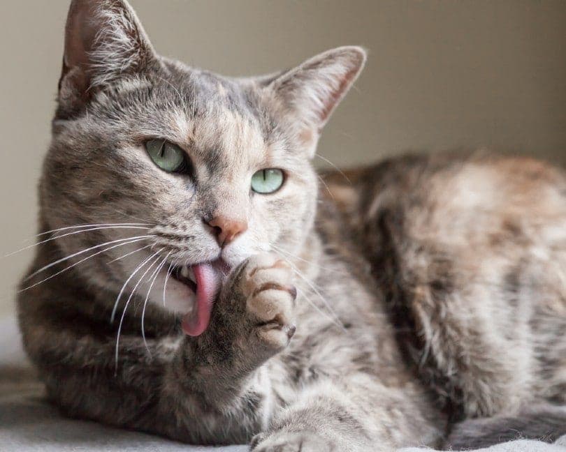 Why Do Cats Lick Themselves After You Pet Them? 3 Vet-Approved Reasons