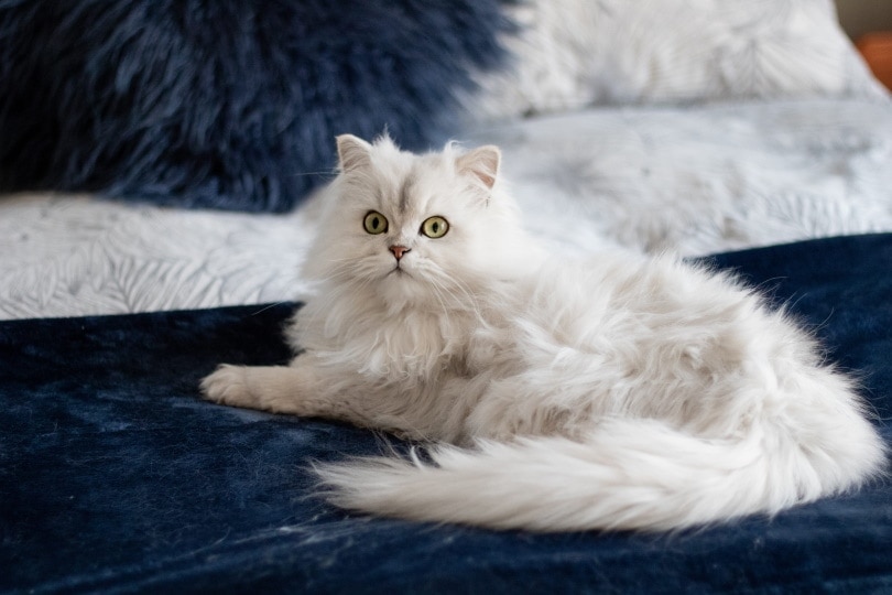 Why Does My Cat Stare At Me? 2 Vet-Verified Reasons
