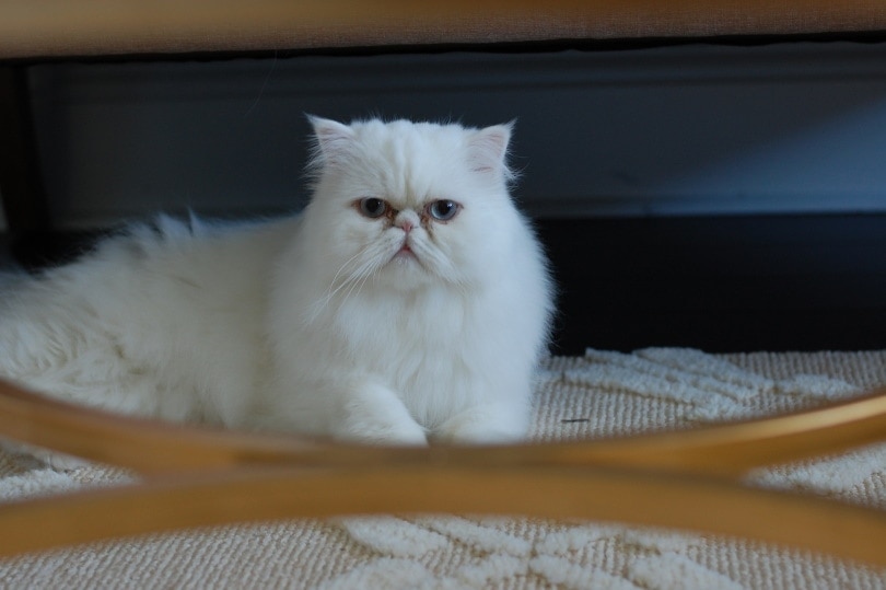 white persian cat lying_obeautyqueeno_Pixabay
