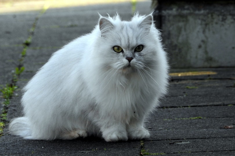 white persian cat