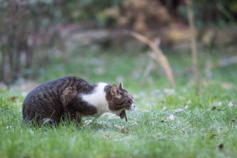 10 Vet-Verified Household Items That Are Toxic to Cats