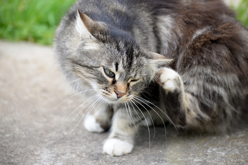 10 Best Flea Drops for Cats - 2026 Reviews & Top Picks