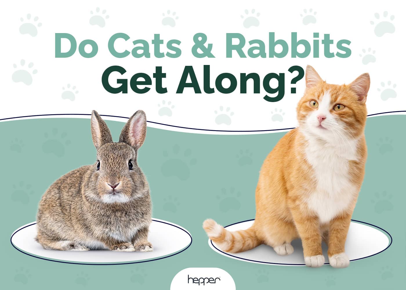 Do Cats and Rabbits Get Along? Risks & Vet-Approved Safety Tips