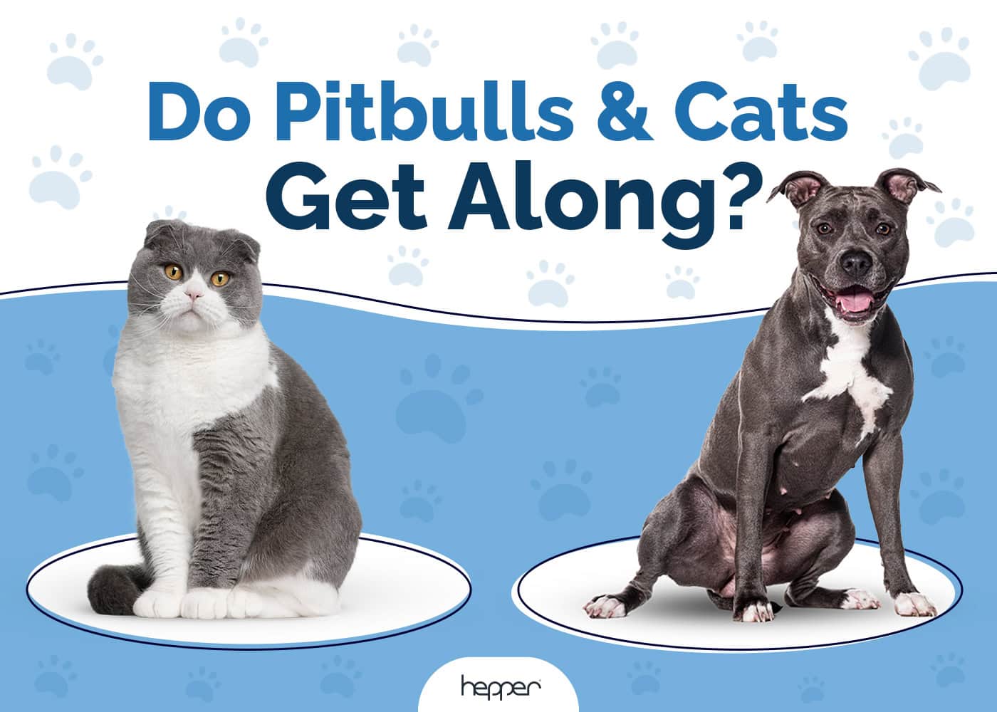 Do Pitbulls Get Along with Cats? Vet-Reviewed Introduction Tips
