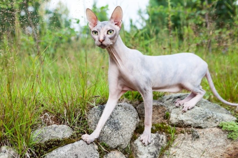 Why Hairless Cats Were Bred Throughout History - 3 Main Reasons