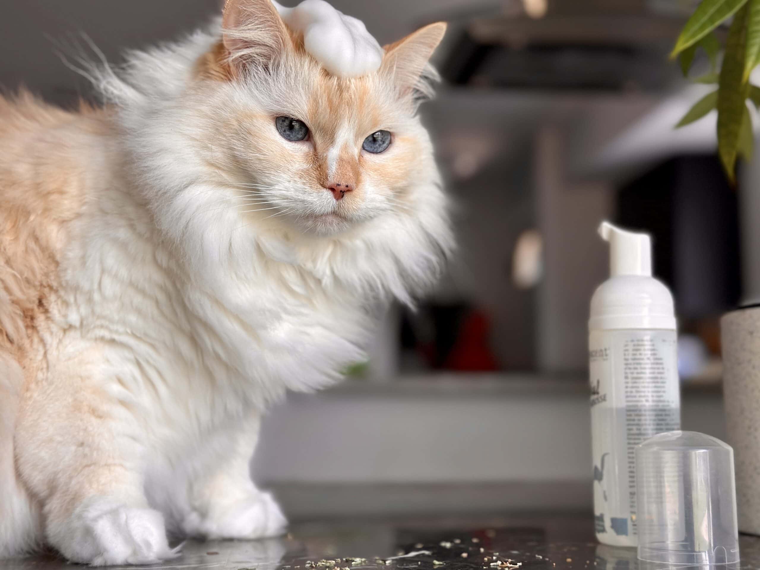 11 Best Waterless Cat Shampoos - 2026 Reviews & Top Picks