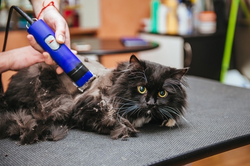 8 Useful & Cute Cat Haircuts in 2026 (With Pictures)