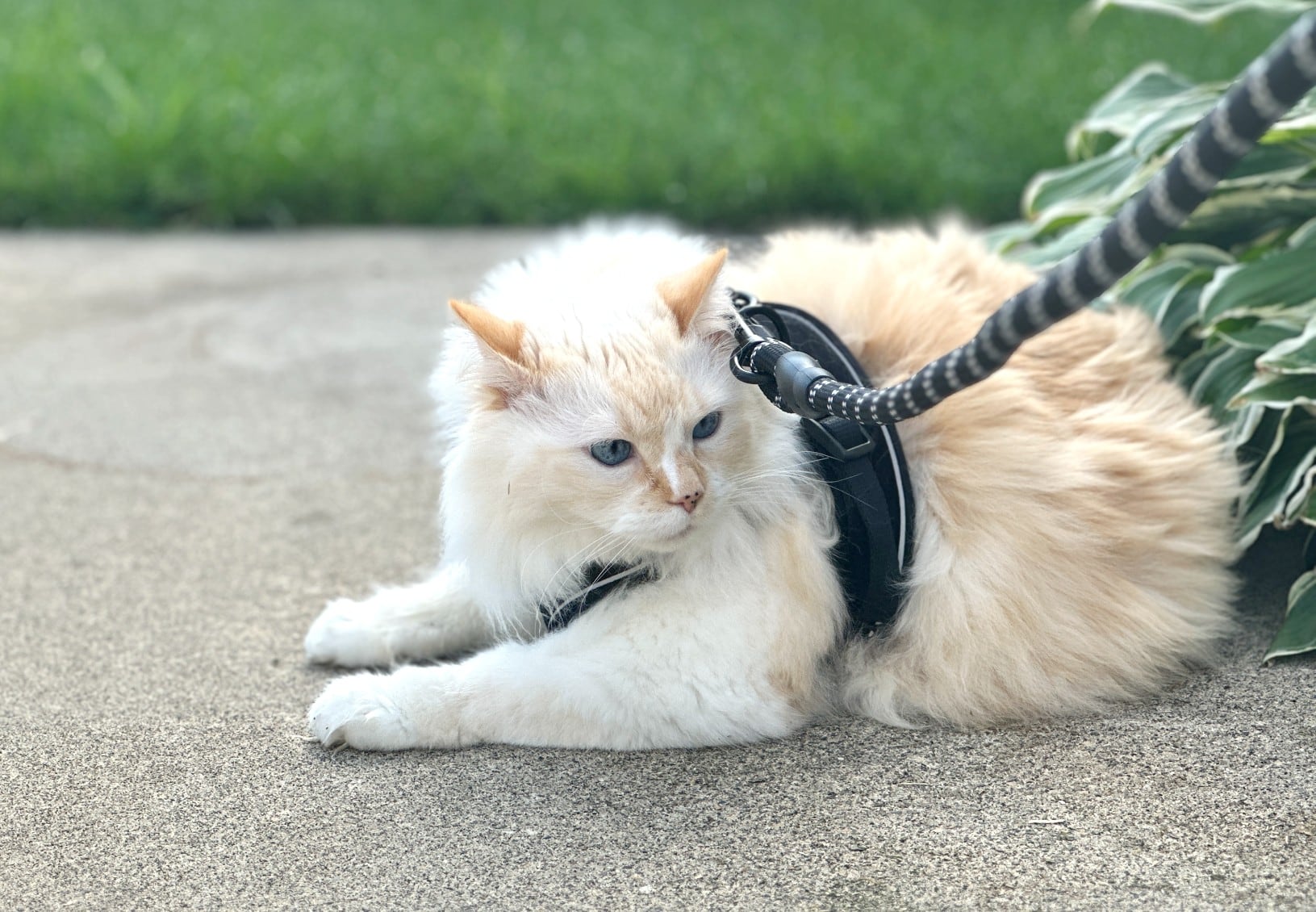 9 Best Cat Harnesses in 2026 – Reviews & Top Picks