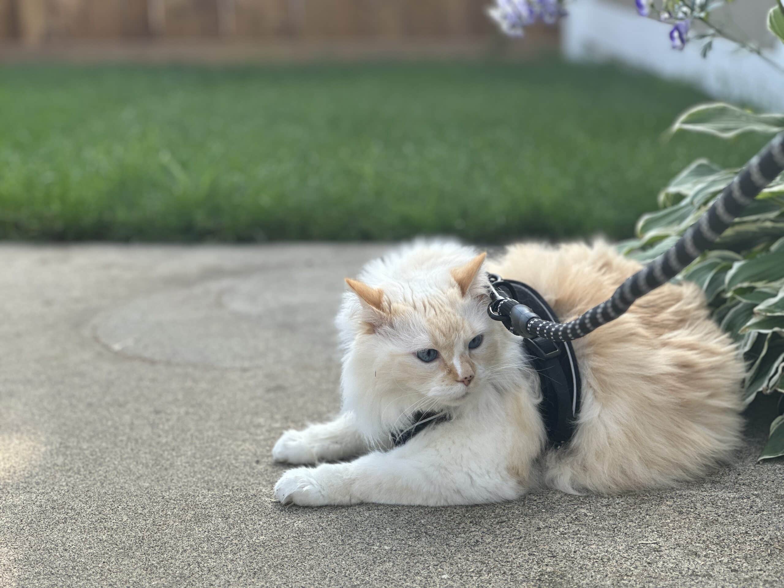 9 Best Escape Proof Cat Harnesses in 2026 - Reviews & Top Picks